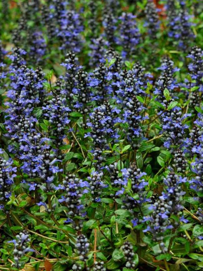 Ajuga Mint Chip