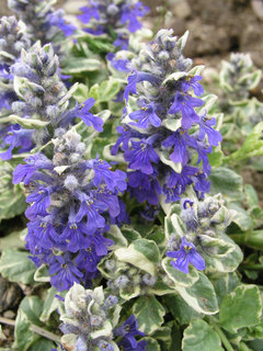 Ajuga