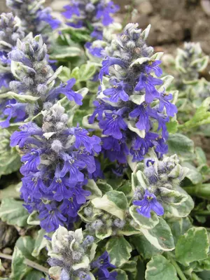 Link to Ajuga Silver Beauty