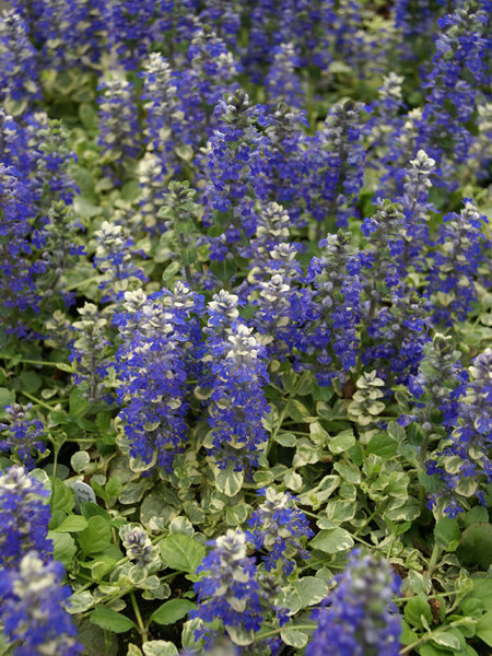 Product Viewer - Ajuga Silver Beauty
