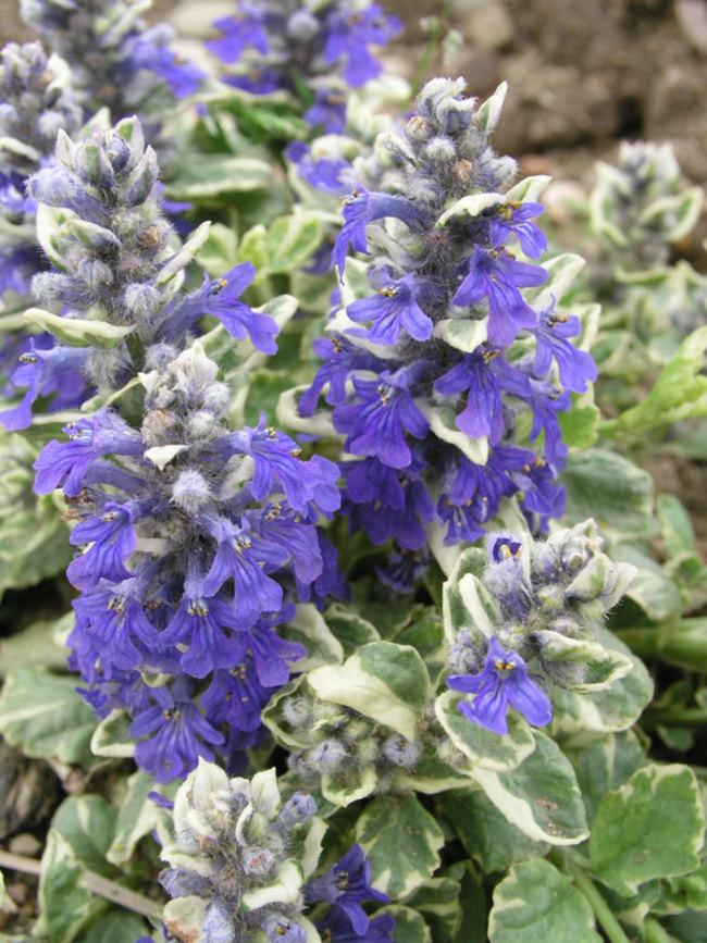 Ajuga Silver-Beauty