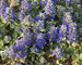 Ajuga Silver-Beauty