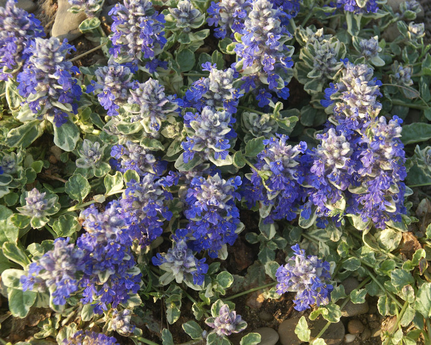 Ajuga Silver Beauty Bluestone Perennials