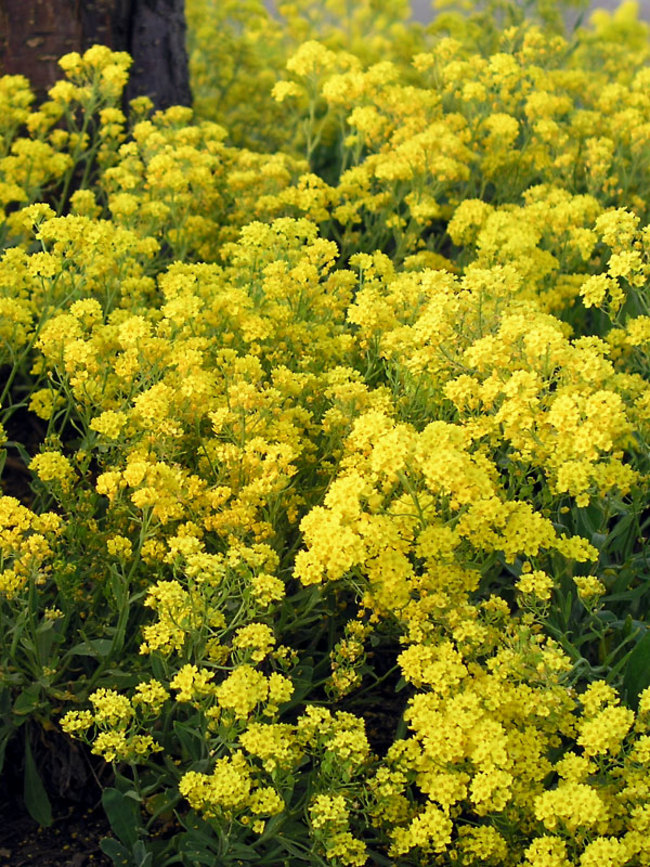 Alyssum Gold Dust