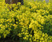 Alyssum Gold Dust