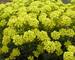 Alyssum Gold Dust