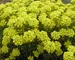 Alyssum Gold Dust