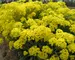 Alyssum Gold Dust