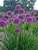 Allium Lavender Bubbles