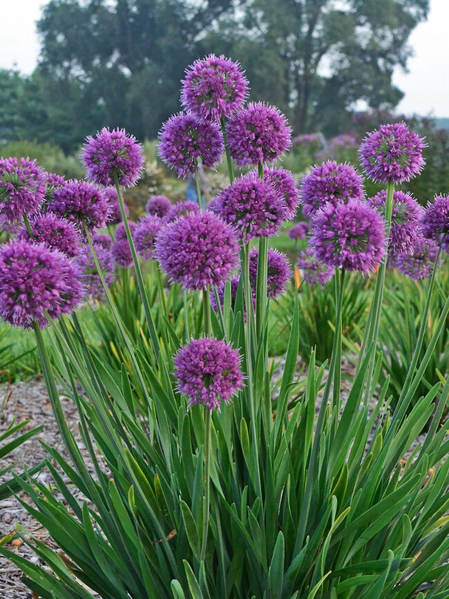 Allium Lavender Bubbles