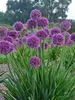 Allium Lavender Bubbles