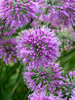 Allium Lavender Bubbles