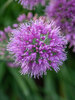 Allium Lavender Bubbles