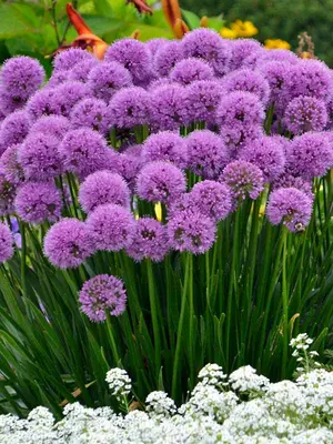 Link to Allium Millenium