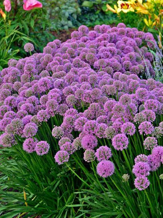 Allium Millenium Bluestone Perennials
