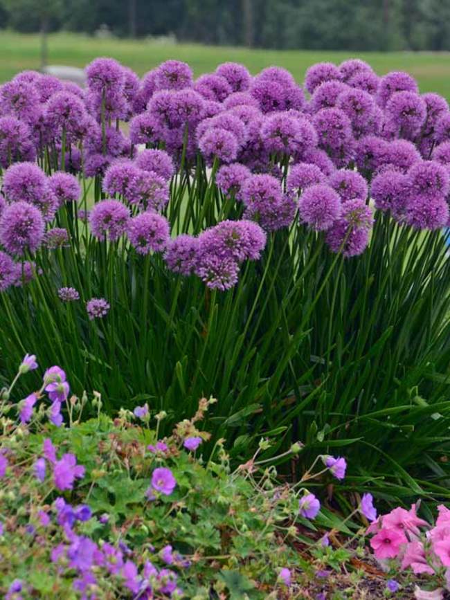 Allium Millenium Bluestone Perennials