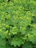 Alchemilla Mollis