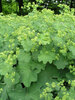 Alchemilla Mollis