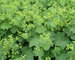 Alchemilla Mollis