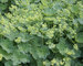 Alchemilla Mollis