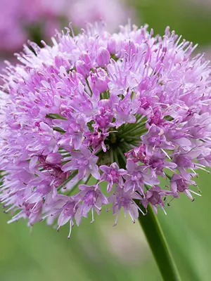 Link to Allium Pink Planet