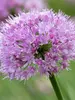 Allium Pink Planet