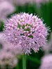 Allium Pink Planet