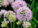 Allium Pink Planet