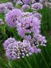 Allium Summer Beauty