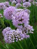 Allium Summer Beauty