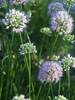 Allium Summer Beauty