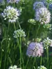 Allium Summer Beauty