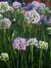 Allium Summer Beauty