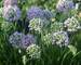 Allium Summer Beauty