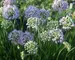 Allium Summer Beauty
