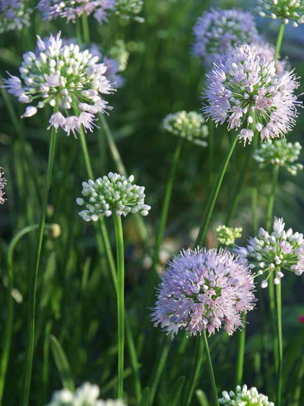 Allium Summer Beauty | Bluestone Perennials