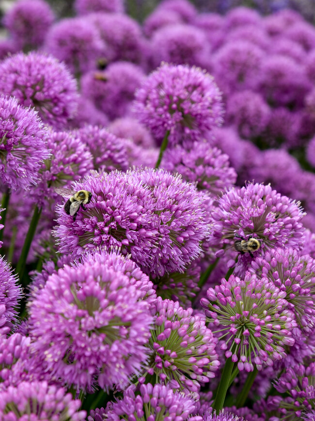 Allium Serendipity Bluestone Perennials