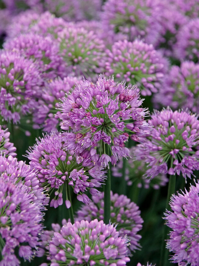 Allium Serendipity Bluestone Perennials