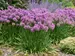 Allium Serendipity