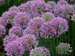 Allium Serendipity
