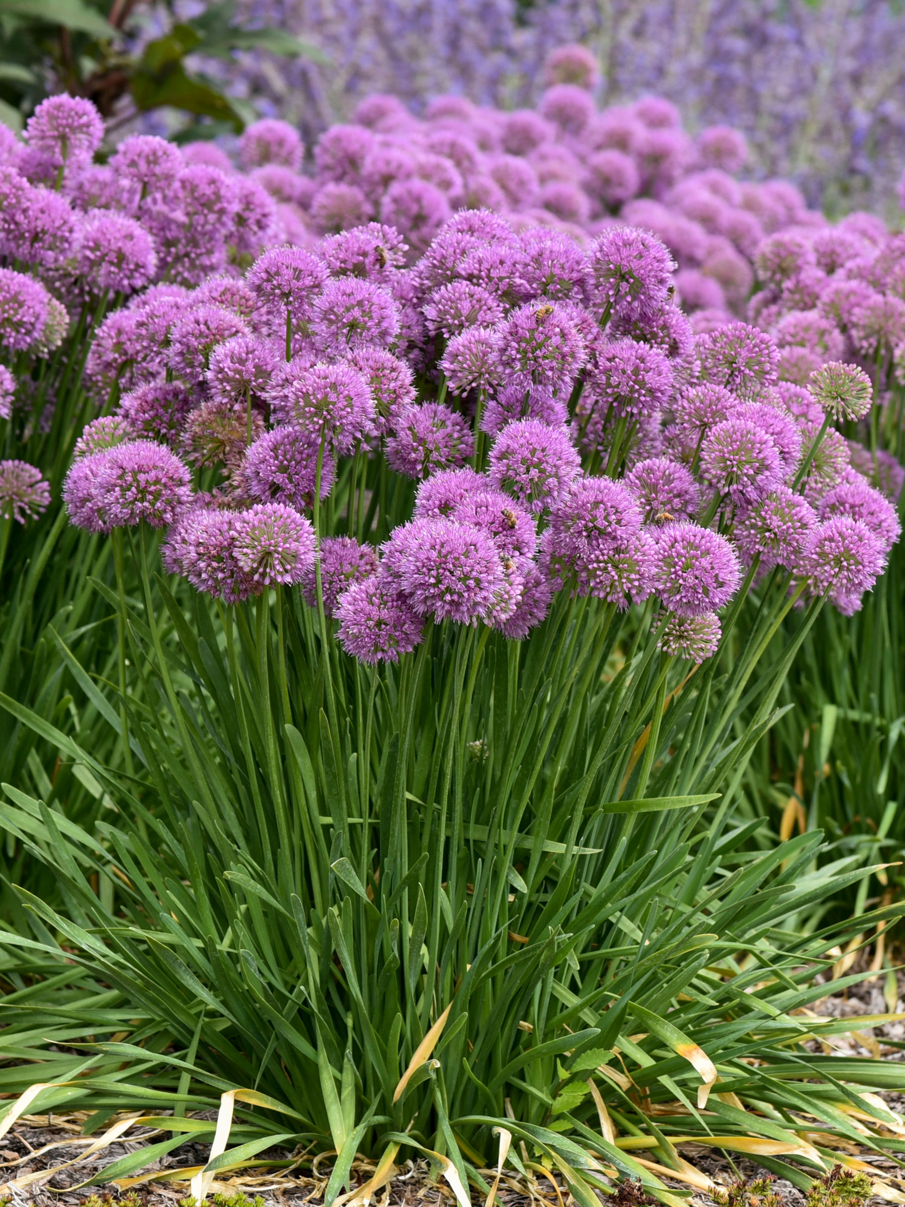 ［新品］SLOTHREAT Allium Allium Collection Garden Globes | White Flower Farm