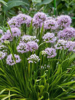 Link to Allium Summer Peek A Boo&reg;