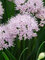 Allium Summer Peek a Boo