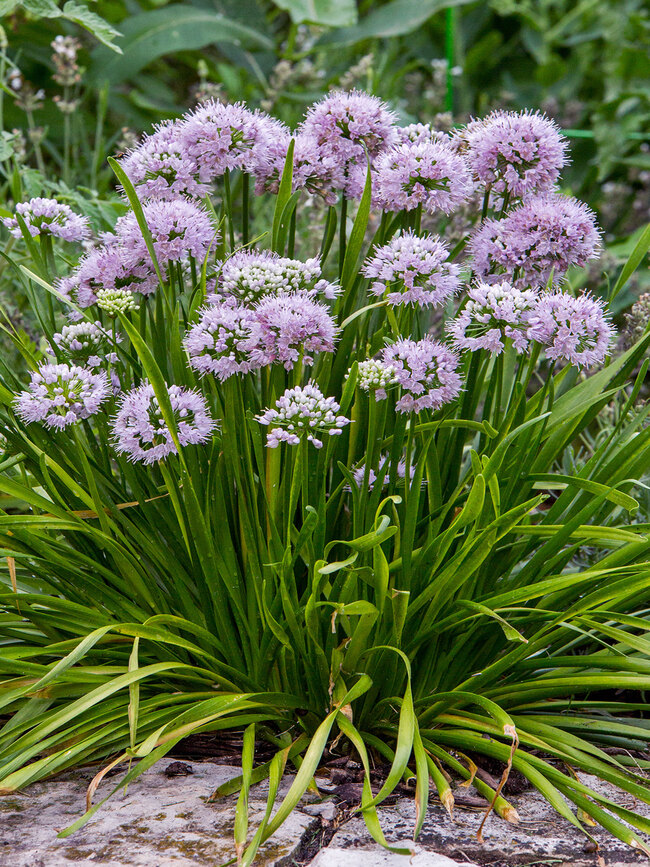 Allium Summer Peek a Boo