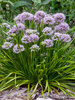 Allium Summer Peek a Boo