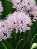 Allium Summer Peek a Boo