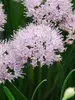 Allium Summer Peek a Boo