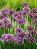 Allium Windy City