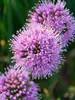 Allium Windy City