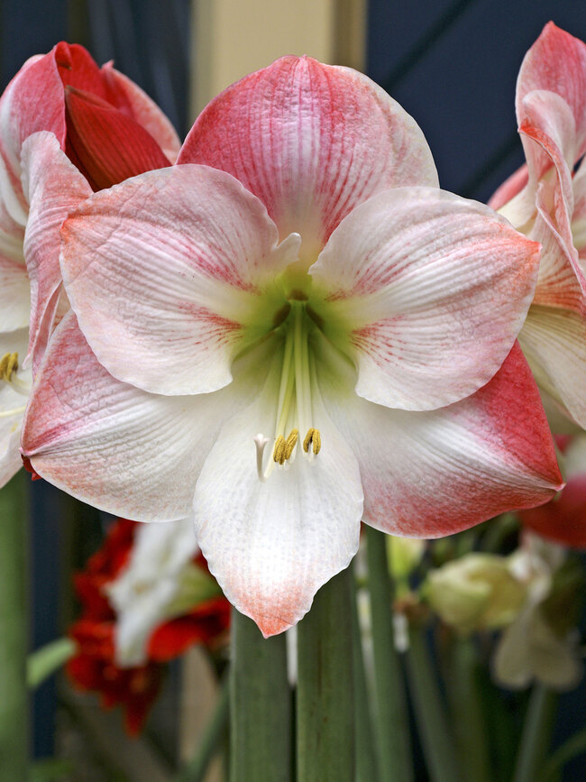 Amaryllis Apple Blossom